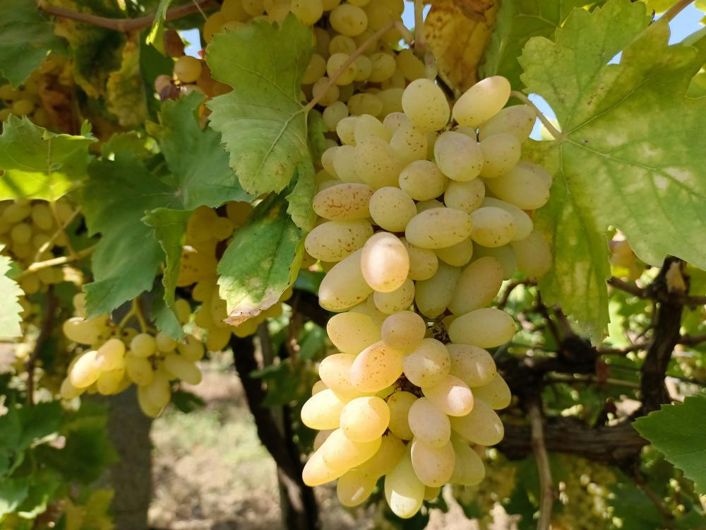 Assyrtiko – Santorinis Hvide Juvel