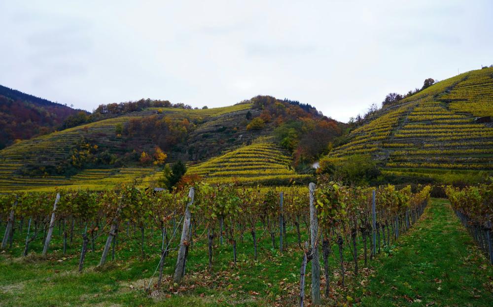 Burgenland – Østrigs Solskinsrige Vinområde
