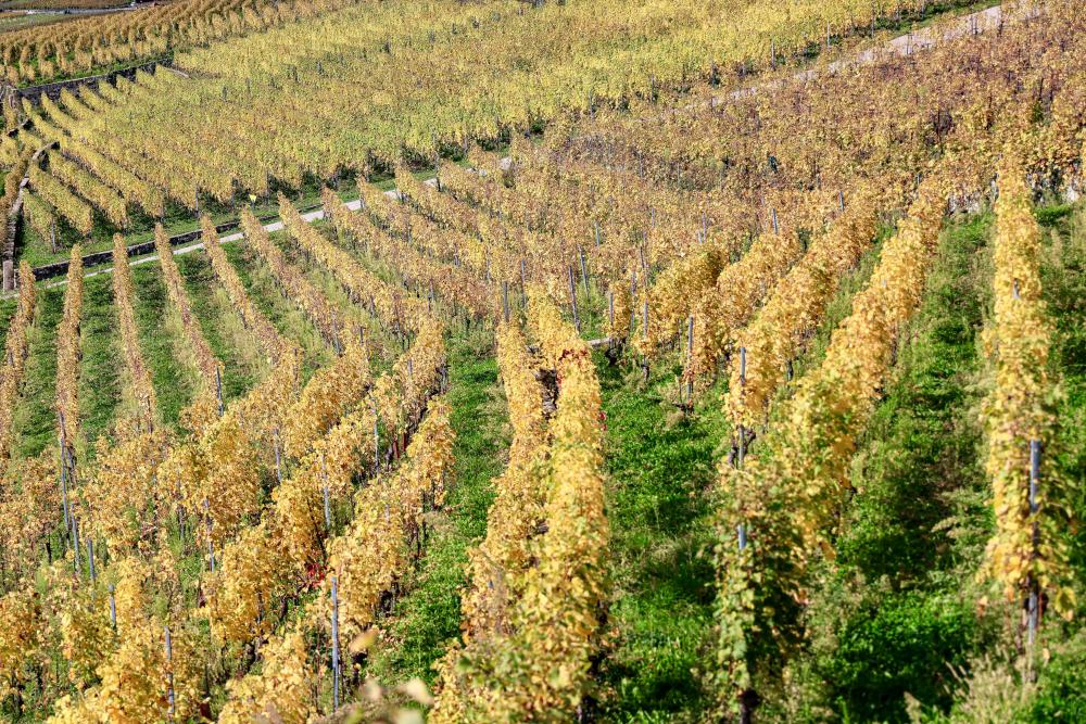 Furmint – Den Ungarske Drue Med Stort Potentiale