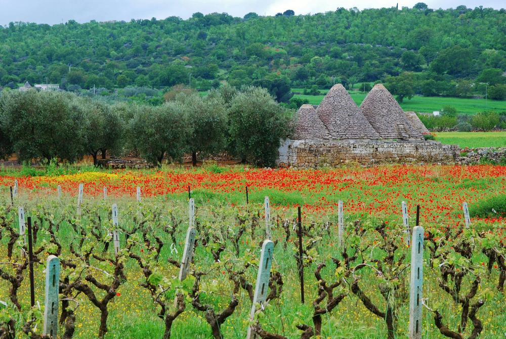 Languedoc-roussillon: En Vinregion I Rivende Udvikling