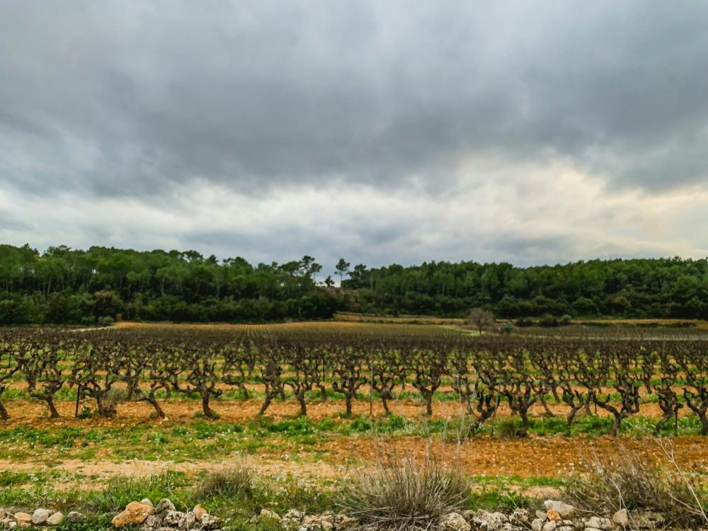 Languedoc-roussillon – Frankrigs Store Vinregion I Udvikling
