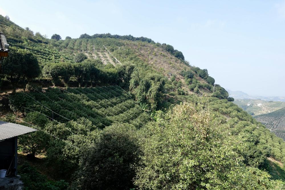 Malvasia: En Vinøs Rejse Gennem Historie, Smag Og Geografi