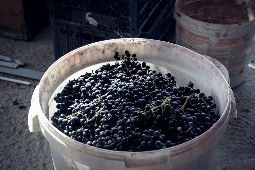 Primitivo – Den Italienske Vinperle Med Amerikanske Rødder