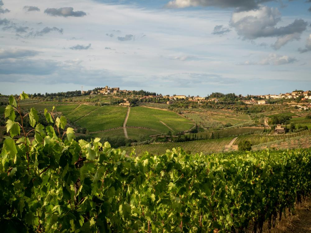 Sagrantino – Italiens Skjulte Vinperle
